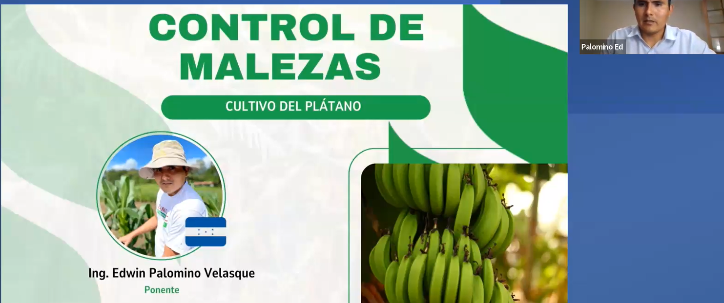 Control de Malezas en el Plátano